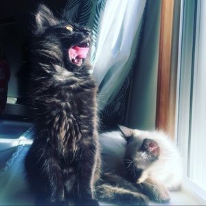 Meet your Posher, Dana